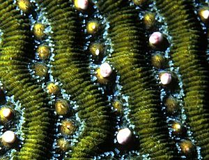 Archivo:Stony coral spawning 3