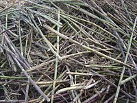 Archivo:Sugar cane dsc09008