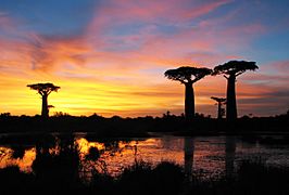 Sunset baobabs Madagascar