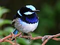 Superb blue Wren1