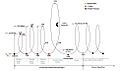 TESS orbital maneuvers