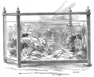 Archivo:The Marine Aquarium (Calvert)
