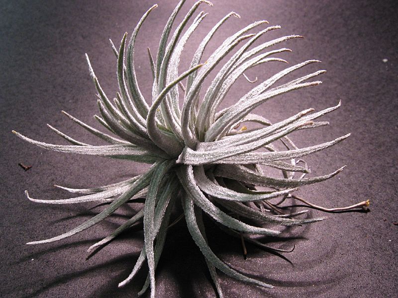 Tillandsia mauryana (43971548)