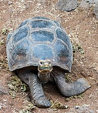 Archivo:Tortuga gigante de San Cristóbal (Chelonoidis chathamensis), isla Santa Cruz, islas Galápagos, Ecuador, 2015-07-26, DD 15