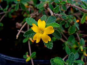 Archivo:Turnera diffusa var. aphrodisiaca 002