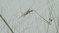 WhiteSandsBleachedEarlessLizard