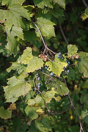 Archivo:Wild Grapes
