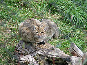 Archivo:Wildkatze 002