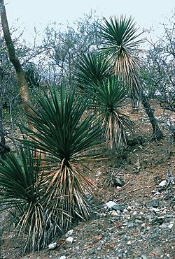 Yucca capensis fh 0619 Baja California Sur B.jpg