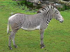 Zebra zoo-leipzig