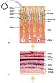 1414 Rods and Cones eng
