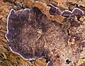 2007-02-09 Trichaptum abietinum