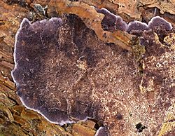 2007-02-09 Trichaptum abietinum.jpg