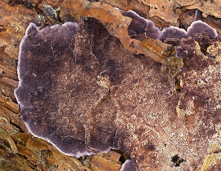 2007-02-09 Trichaptum abietinum