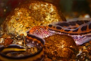 Archivo:A small juvenile wolfeel (Anarrhichthys ocellatus)