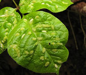 Archivo:Aceria fraxini leaf galls