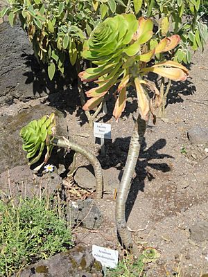 Archivo:Aeonium arboreum var. rubrolineatum - Botanischer Garten, Frankfurt am Main - DSC03158