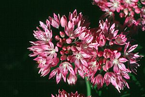 Archivo:Allium amplectens