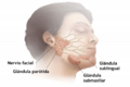 An Overview Of Parotid Glands-es