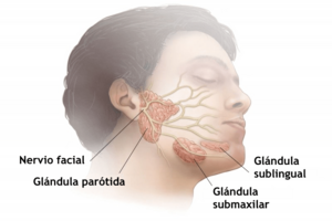Archivo:An Overview Of Parotid Glands-es