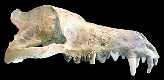Archivo:Andrewsarchus mongoliensis