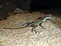 Anolis bartschi