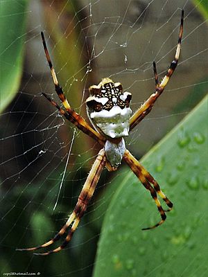 Archivo:Araña Tigre (Argiope argentata)