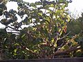 Arbre vavangue