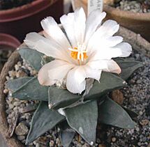 Archivo:Ariocarpus retusus 3