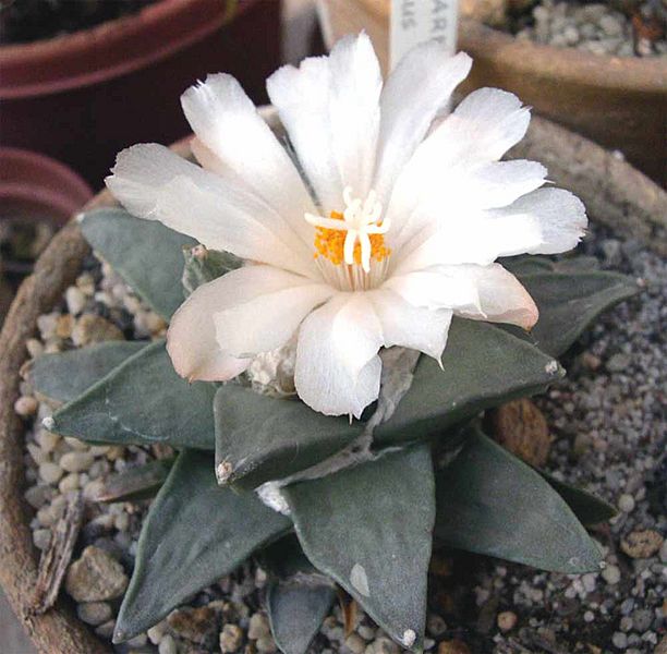 Ariocarpus retusus 3