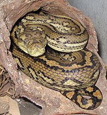 Archivo:Australian-Carpet-Python