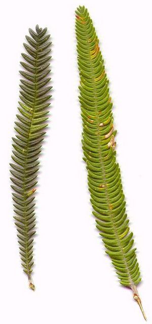 Archivo:Banksia brownii leaf variations2