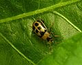 Beanleafbeetle