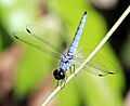 Brachydiplax duivenbodei 4394