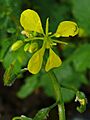 Brassica nigra 002
