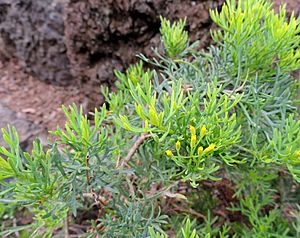 Archivo:Canariothamnus hermosae kz1