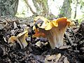 Cantharellus californicus