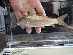 Carpiodes carpio 2229522.jpg