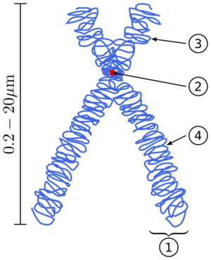 Archivo:Chromosome