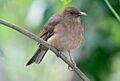 Clay-colored Thrush (Turdus grayi)