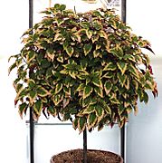 Coleus tree