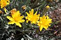 Crepis modocensis 9232