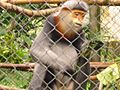 Cuc.Phuong.Primate.Rehab.center