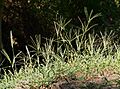 Cynodon dactylon 20150711 a