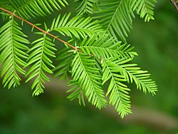 Archivo:Dawn Redwood Metasequoia glyptostroboides Needles 3264px