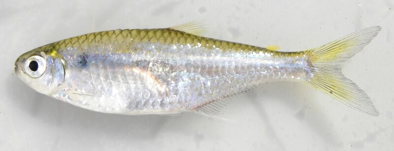 Diapoma alburnus
