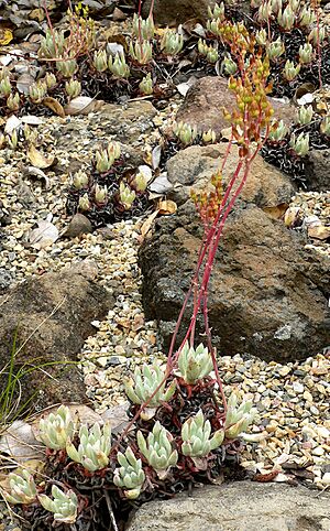 Archivo:Dudleya caespitosa 1