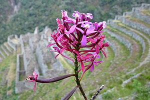 Archivo:Epidendrum secundum Winaywayna
