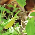 Erythroxylum novogranatense-IMG 0472