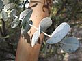 Eucalyptus perriniana